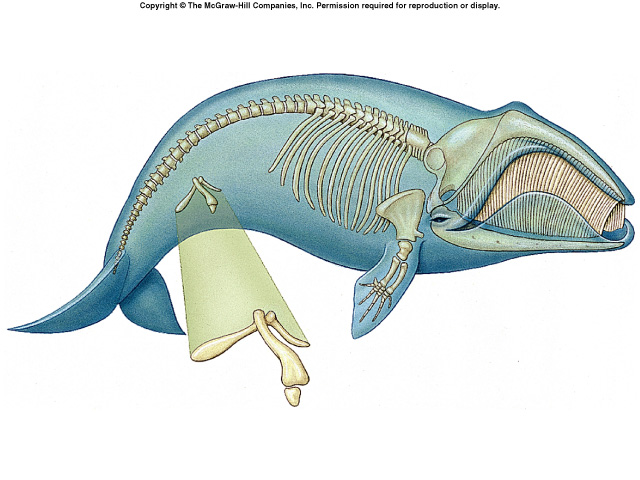 <p>what is this structure an example of?</p>