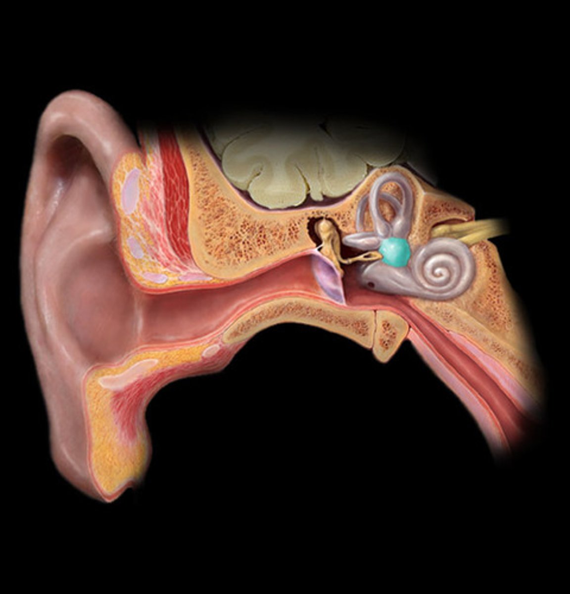 <p>The portion of the inner ear that senses the position of the head &amp; where stirrup attaches (at round window)</p>