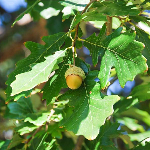 <p>Spatulate leaves with small lobes, no bristles, underside of leaves pubescent and much paler, flaky grayish bark with texture even on smaller branches, blunt clustered terminal buds, acorns held on long stems, spiky bumps on caps</p>