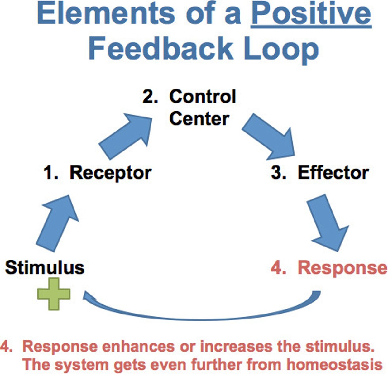 <p>Feedback that tends to increase a responses' output in body.</p><p>Like how during ovulation, as oestrogen and progesteron is being produces by the follicles as a response to LH and FLS they'll work as a POSITIVE feedback and increase secretion of LH/FSH to cause release of oovum (instead of supressing LH/FSH in a negative feedback-way like it usually does).</p>