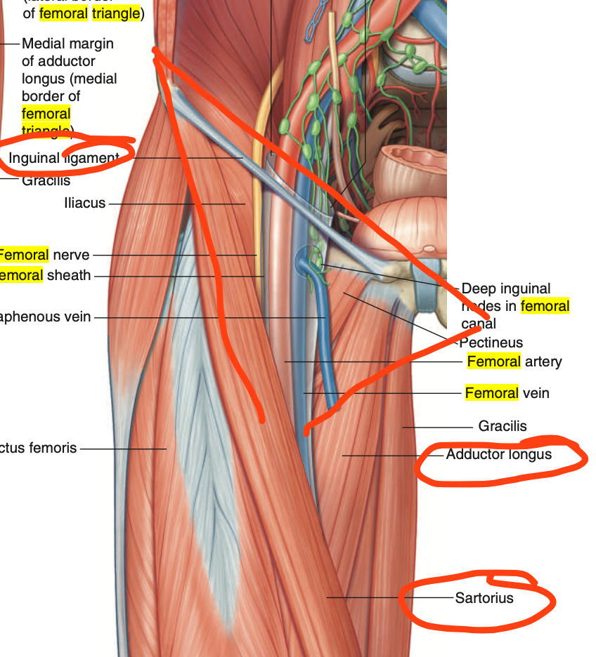 <p>Addutor Longus ms.</p>