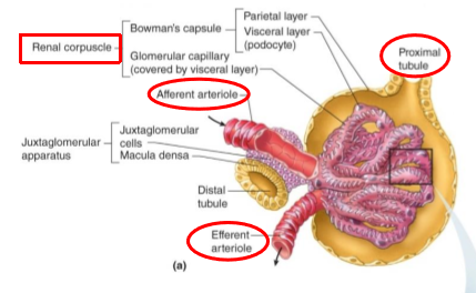 <p>proximal tubule</p>