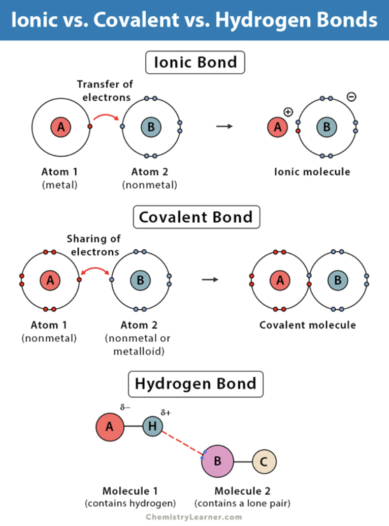 <ul><li><p>covalent bonds</p></li><li><p>ionic bonds</p></li><li><p>hydrogen bonds</p></li></ul><p></p>