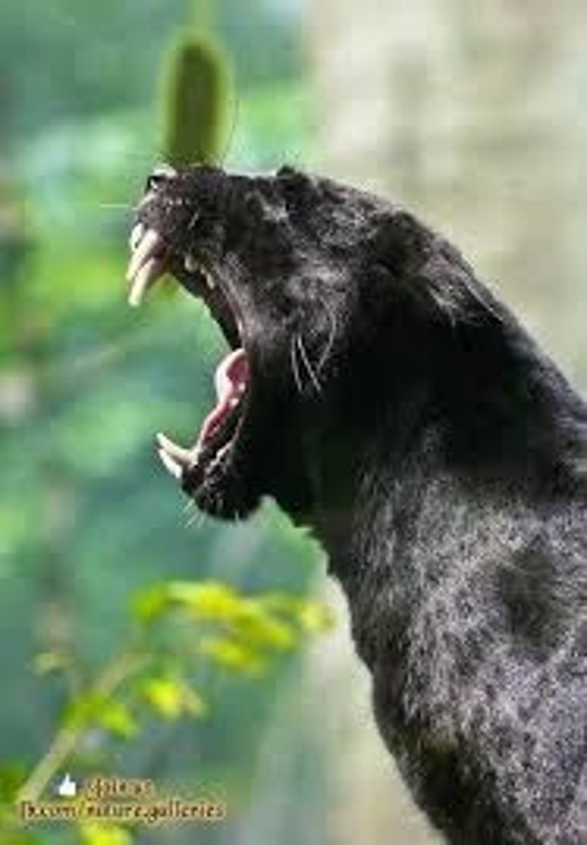 <p>? (jaw of an animal)</p>