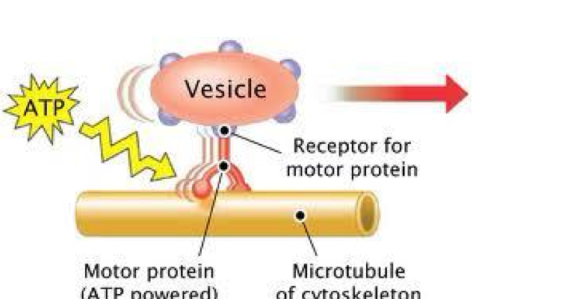 <p>Types of motor proteins depending on:</p>