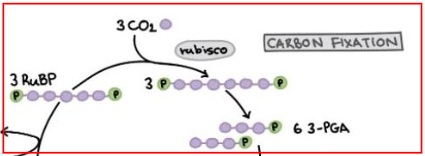 <p>1st phase of calvin cycle</p>
