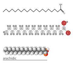 <p>A carboxylic acid with a long carbon chain. Fatty acids vary in length and in the number and location of double bonds; three fatty acids linked to a glycerol molecule form a fat molecule, also called a triaglycerol or triacylglyceride. </p>
