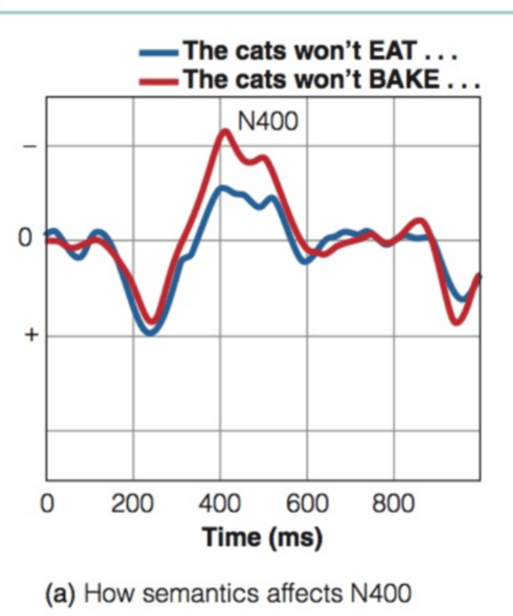 <p>an event-related component in EEG found when a word meaning appears out of context or unexpectedly</p>