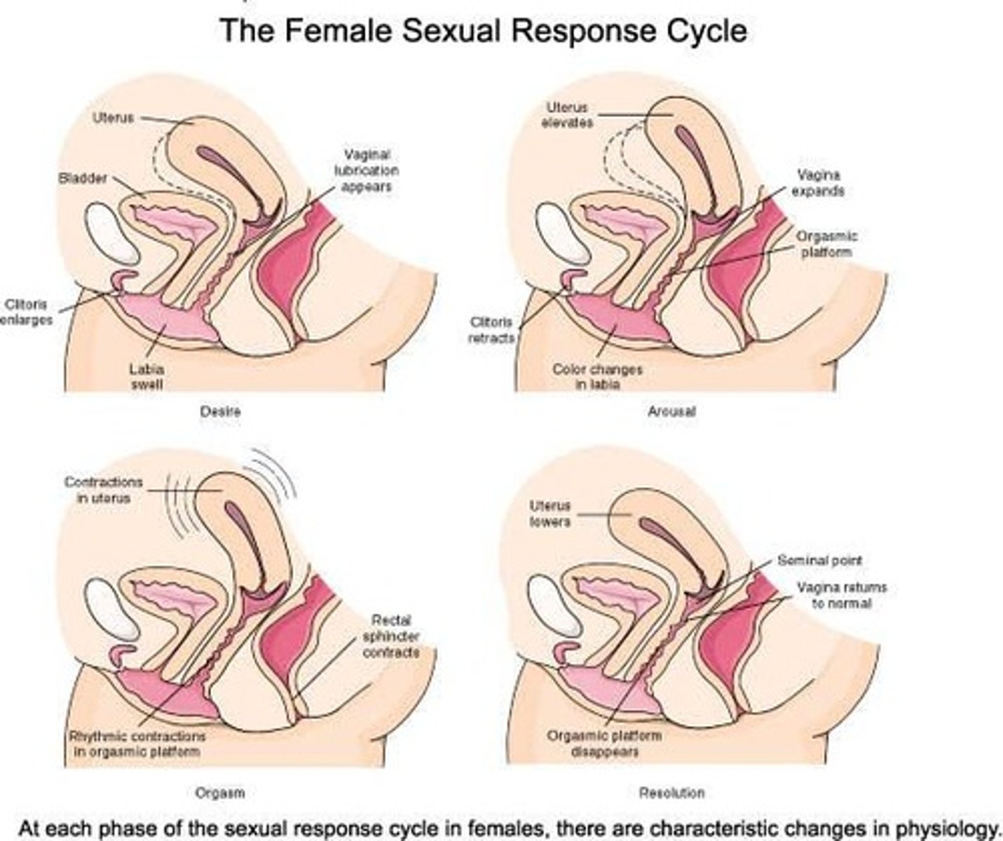 <p>unstimulated, excitement, plateau, orgasm, resolution</p><p>-no refractory period</p>