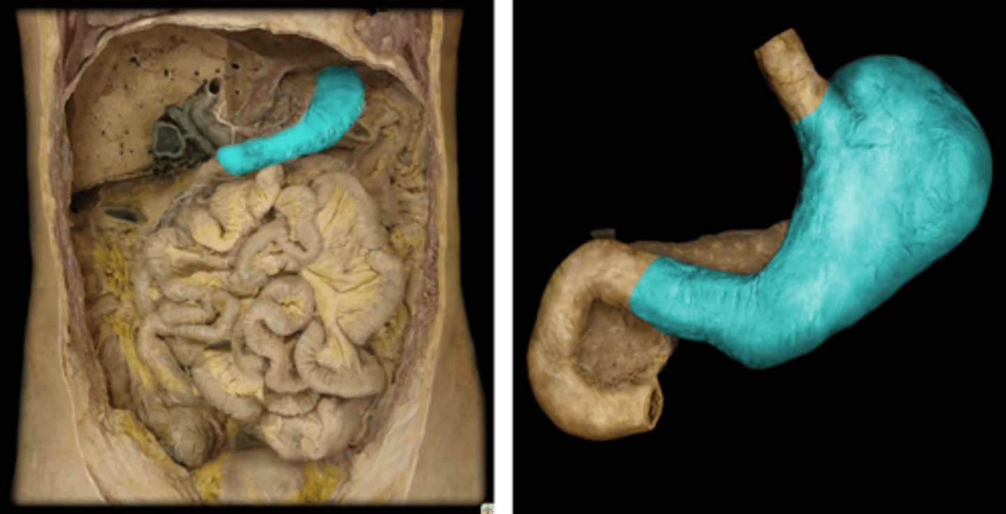 <p>Identify this structure.</p>