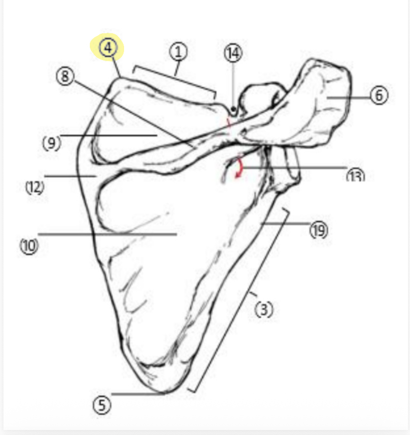 <p>What part of the Scapula is highlighted(4)?</p>