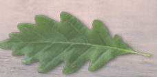 <p>A group of gymnosperm plants characterized by cones and needle-like or scale-like leaves.</p>