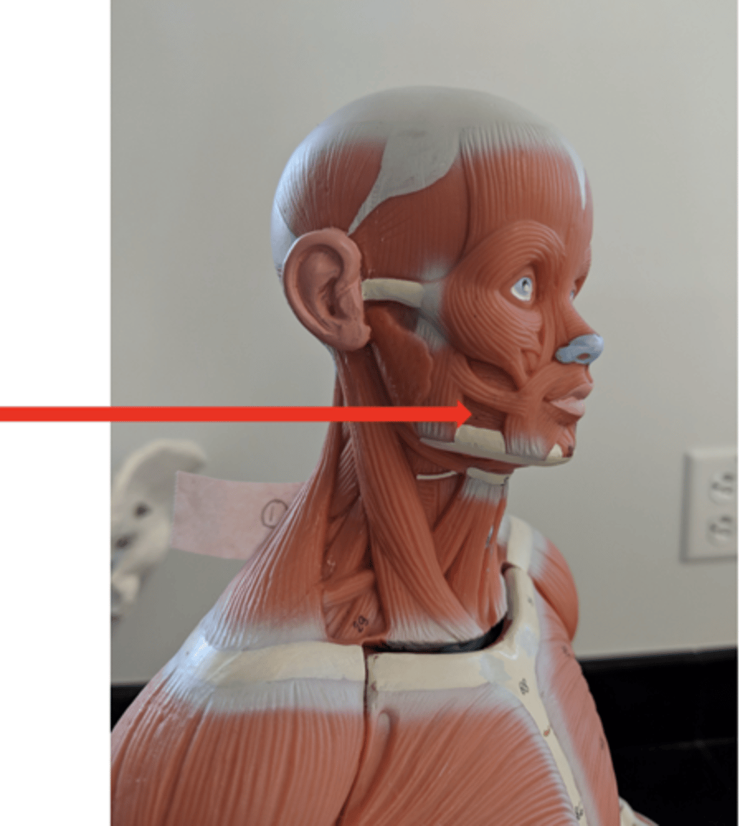 <p>what is this?</p>