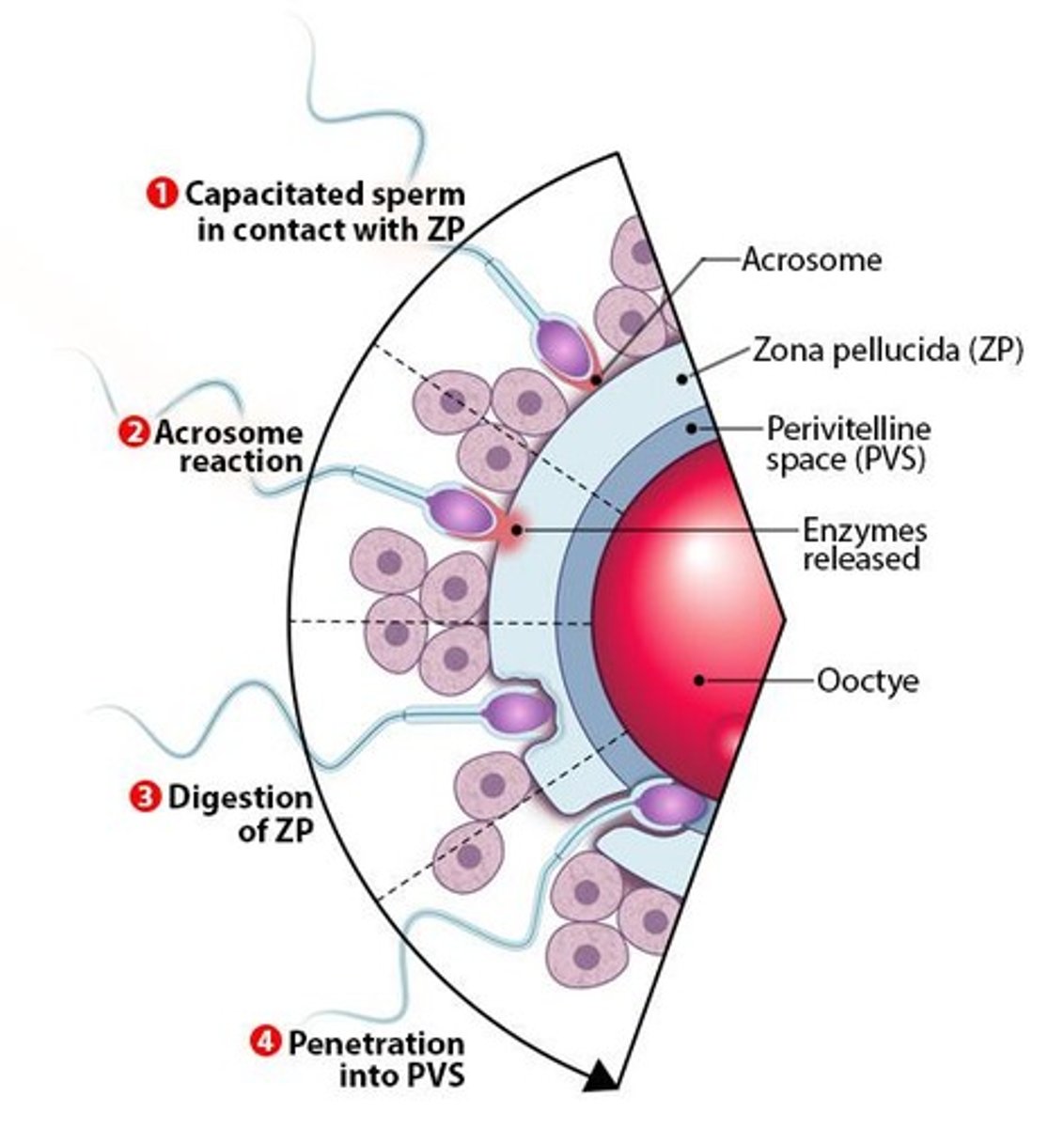 <p>Capacitation is the last step in the maturation process of sperm, necessary for fertilization.</p>