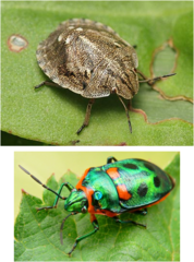 herbivores