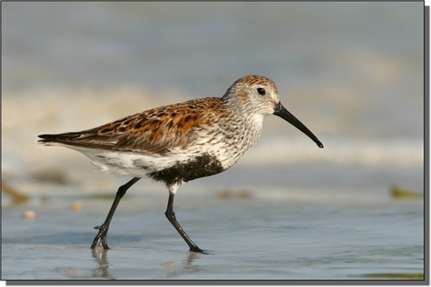 <p>Charadriiformes</p><p>Scolopacidae</p>