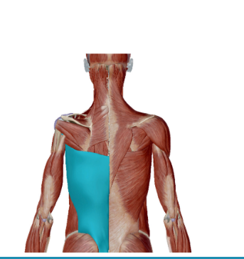 <p>Welke spier is dit</p>