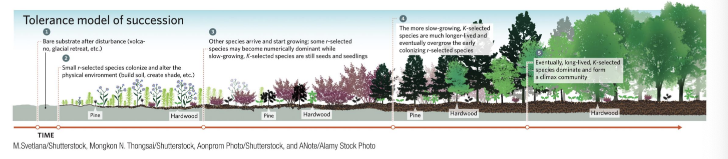 <p>Under the tolerance model of succession, species arriving later in the process are neither helped nor hindered by earlier colonizers.</p><p>Because later</p><p>K-selected species grow slowly,</p><p>r-selected species dominate early successional stages</p><p></p><p>Eventually, the K-selected species outcompete the r-selected species and dominate the community.</p>