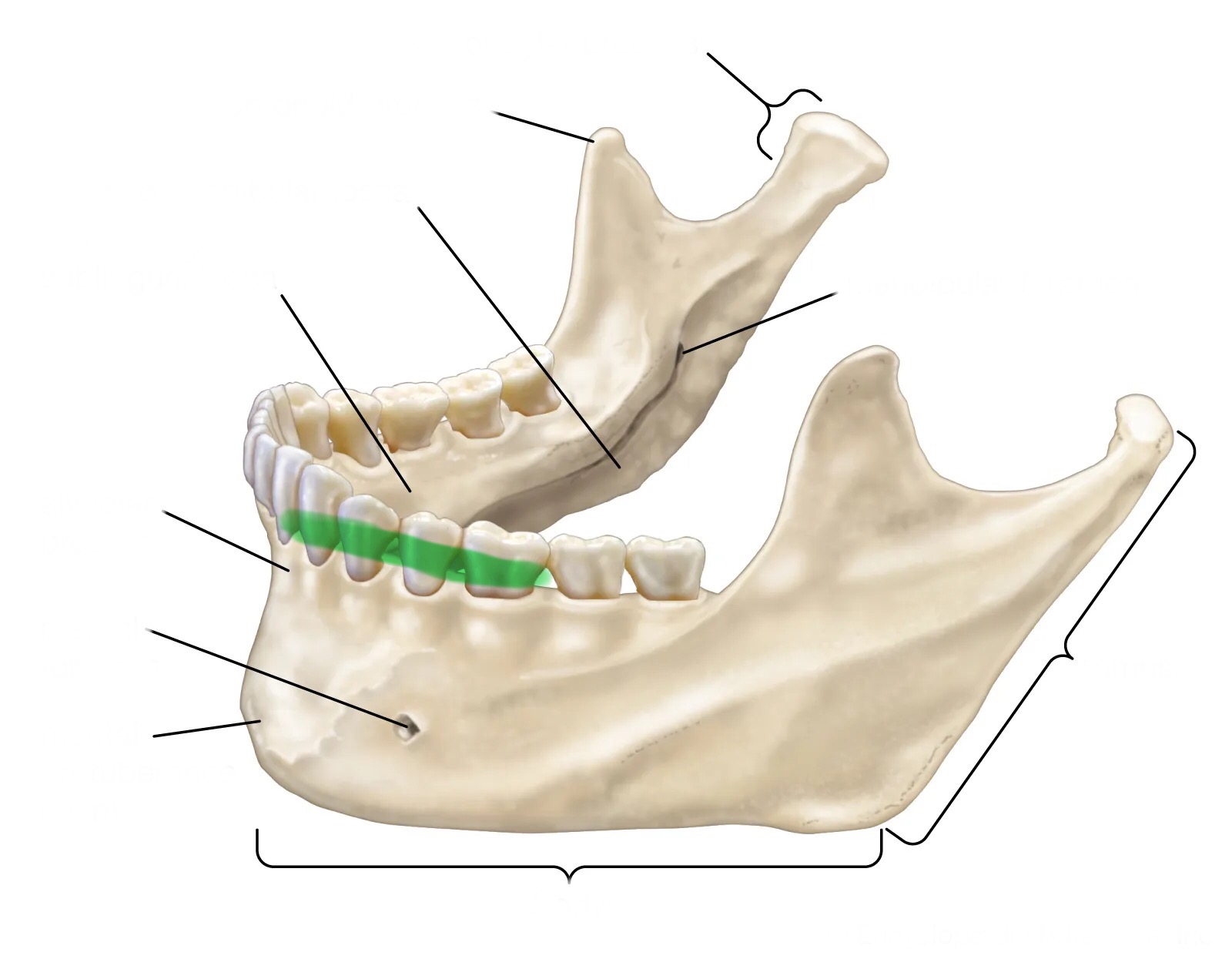 <p>Behind the teeth </p>