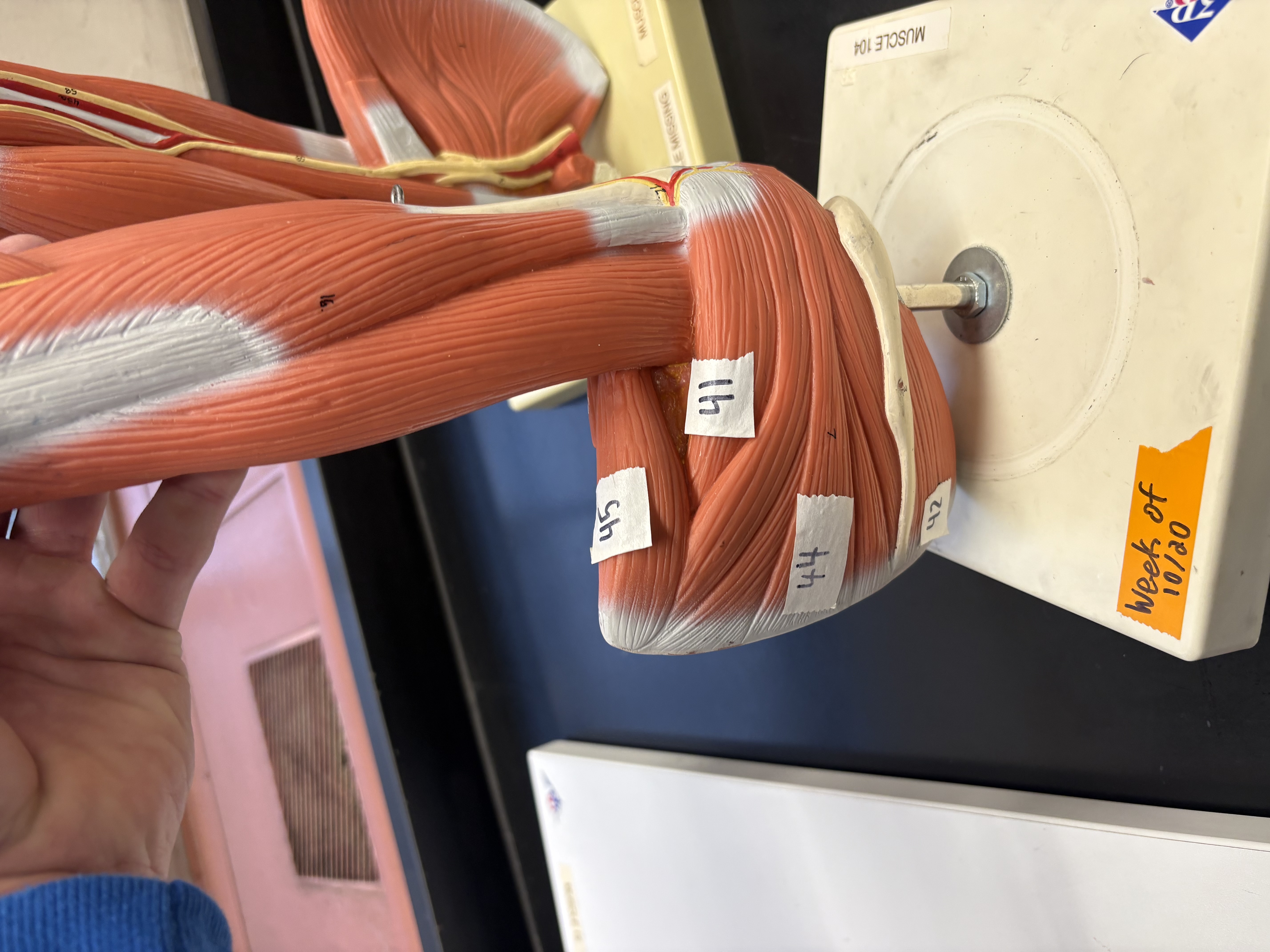 <p>rotates arm laterally 41</p>