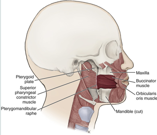 <ul><li><p>keeps food under molars during chewing </p><ul><li><p>compresses cheeks inward during use</p></li></ul></li><li><p>assists the tongue in keeping bolus of food in the center of mouth</p></li></ul><p></p>
