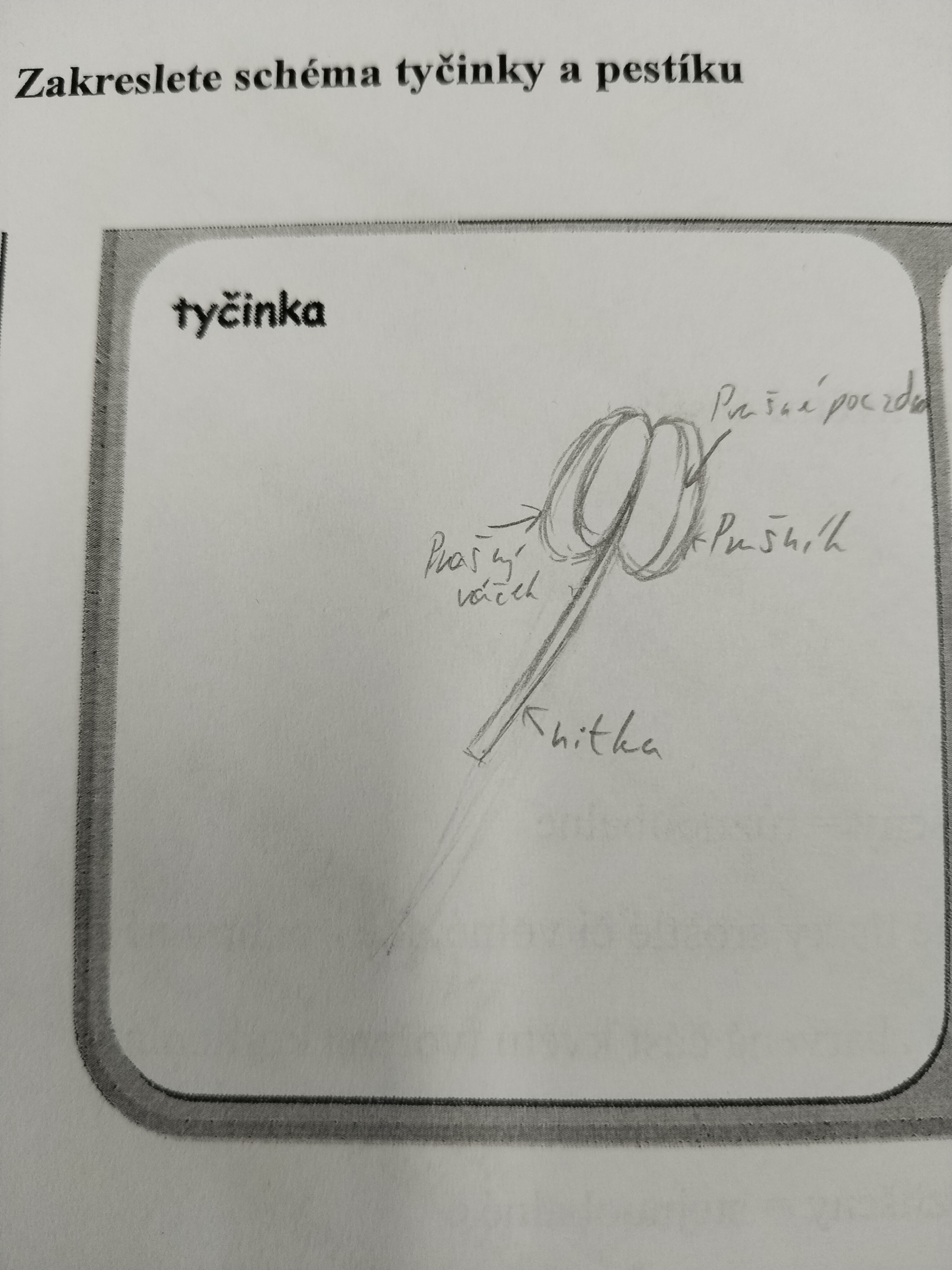 <p>prašný váček, prašné pouzdro, prašník, nitka</p>