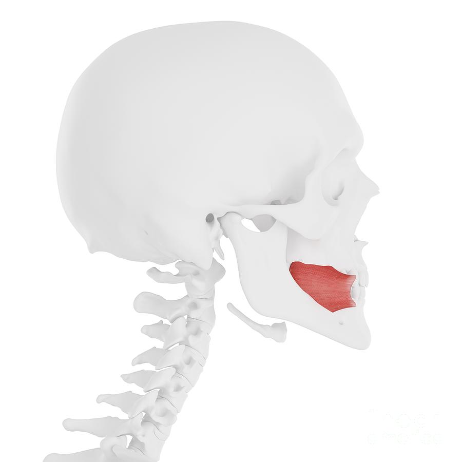 <p>Skeletal Muscle Location:</p>