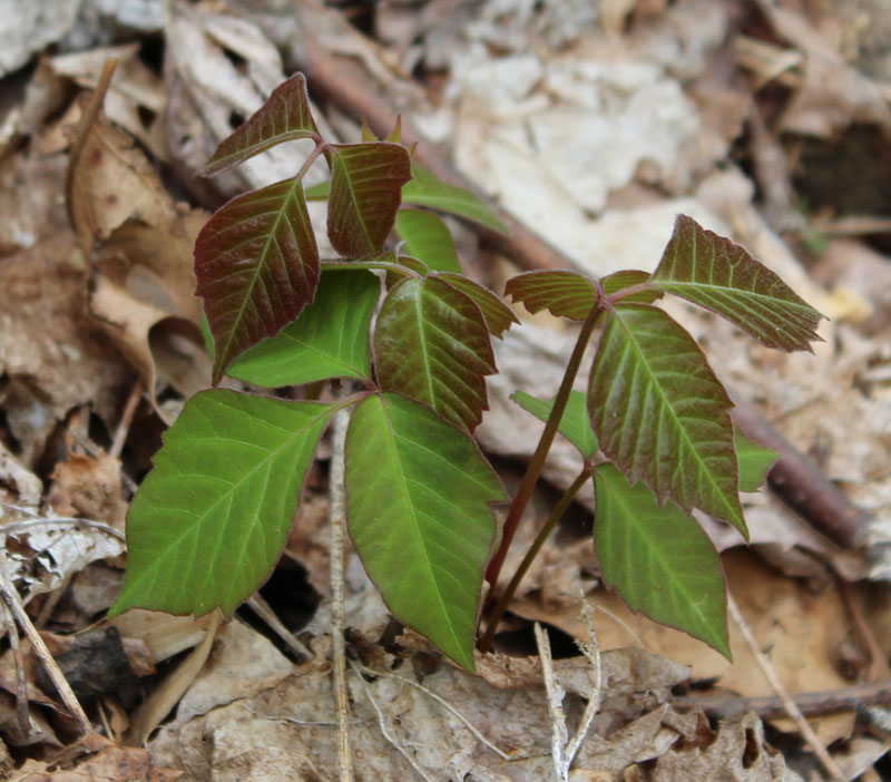 <p>Poison Ivy</p>