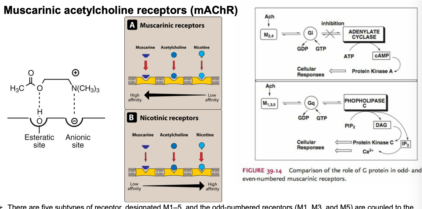 <ul><li><p>5 subtypes of receptor designated M1-5</p><ul><li><p>odd numbered receptors (M1,M3,M5) = coupled to Gq/G11 class</p><ul><li><p><strong>activates</strong> PLC to hydrolyze phosphtatidylinositol 4,5-diphosphate → DAg and IP3 as intracellular messengers</p></li></ul></li><li><p>even numbered receptors (M2, M4) = coupled to Gi/Go class</p><ul><li><p>mediates <strong>inhibiton</strong> of AC</p></li></ul></li></ul></li><li><p>left diagram</p><ul><li><p>esteric site is responsible for binding with ester bond of ACH (hydrogen bond)</p></li><li><p>anionic site contains negatively charged AA that interact with positively charged quaternary ammonium group of ACH</p></li></ul></li><li><p>right diagram</p><ul><li><p>even numbered muscarinic receptors</p><ul><li><p>ACH binds to receptor → activates Gi protein → activated Gi protein inhibits AC → decreases conversion of ATP to cAMP → lowered cAMP levels lead to reduced activation of PKA → decreased phosphorylation of target proteins</p></li></ul></li><li><p>odd numbered muscarinic receptors</p><ul><li><p>ACH binds to receptor → activates Gq → Gq activates PLC → PLC hydrolyzes PIP2 into DAG and IP3 → DAG activates PKC while IP3 increases intracellular Ca2+ → cellular responses</p></li></ul></li></ul></li></ul><p></p>