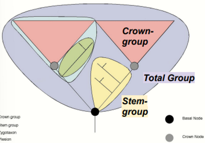 <p>Extinct organisms outside the crown group with the shared most recent common ancestor </p>
