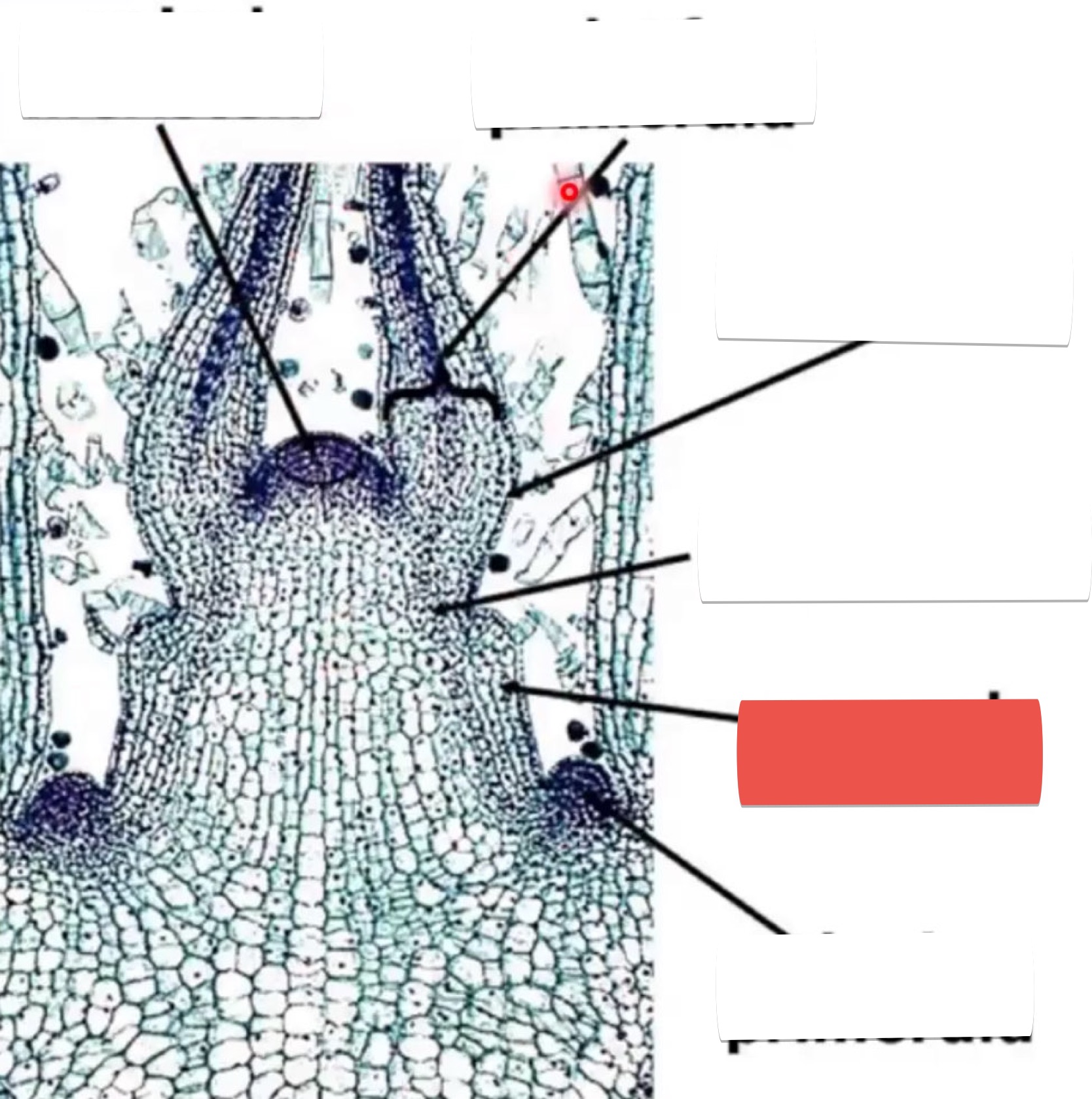 <p>identify the part in red</p>