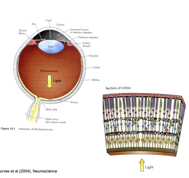 <p>focuses light to the retina (back of eye)</p>