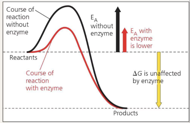 <p>by lowering the activation energy</p>