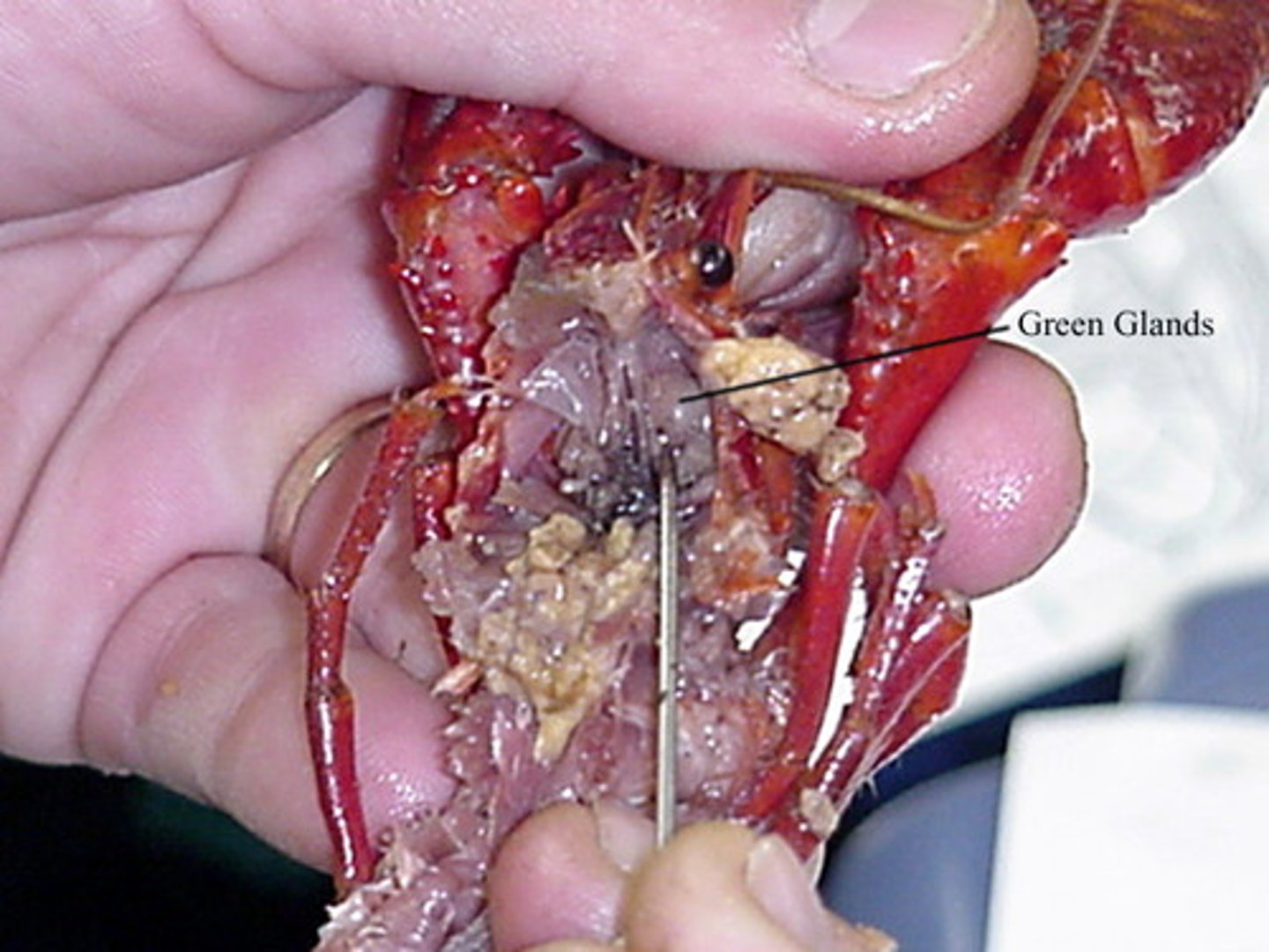 <p>green gland: excretion</p>