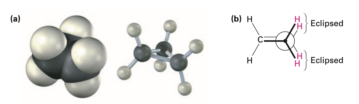 <ul><li><p>most strained of all rings due to angle strain caused by its C-C-C bond angles of 60°</p></li><li><p>has considerable torsional strain</p></li><li><p>has bent bonds</p></li><li><p>C-H bonds are eclipsed</p></li><li><p>bonds are weaker and more reactive than typical alkane bonds</p></li></ul><p></p>