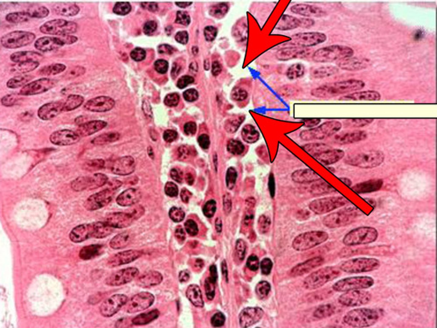 <p>the fluid component of the matrix and contains water, ions, nutrients, metabolities, adhesion proteins and proteoglycans</p>