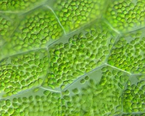 Found in plant cells. Contain chlorophyll that absorbs light for photosynthesis.