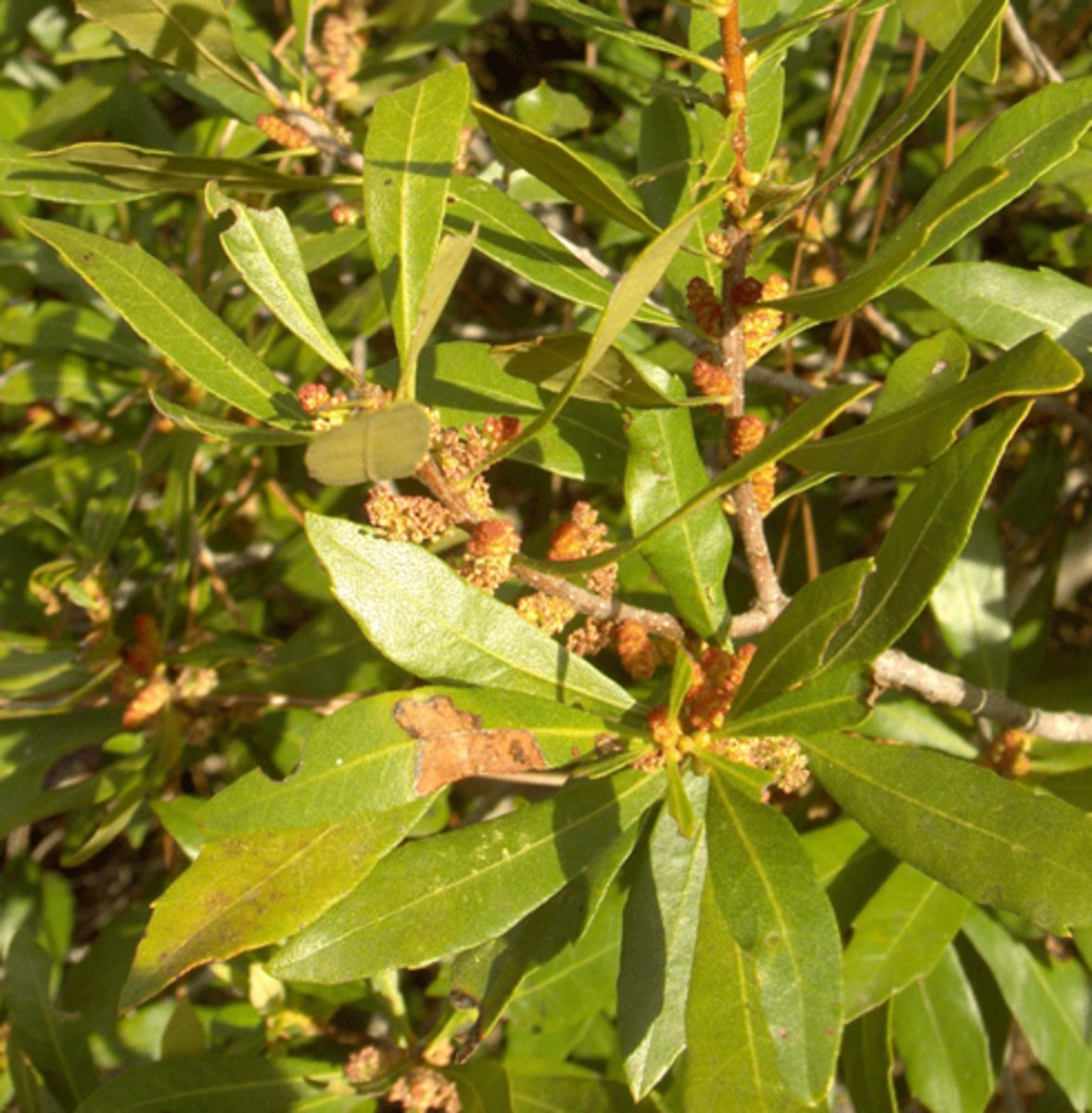 <p>Wax Myrtle, Barberry</p>