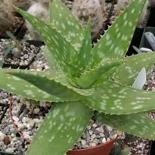 <p>Soap Aloe</p>