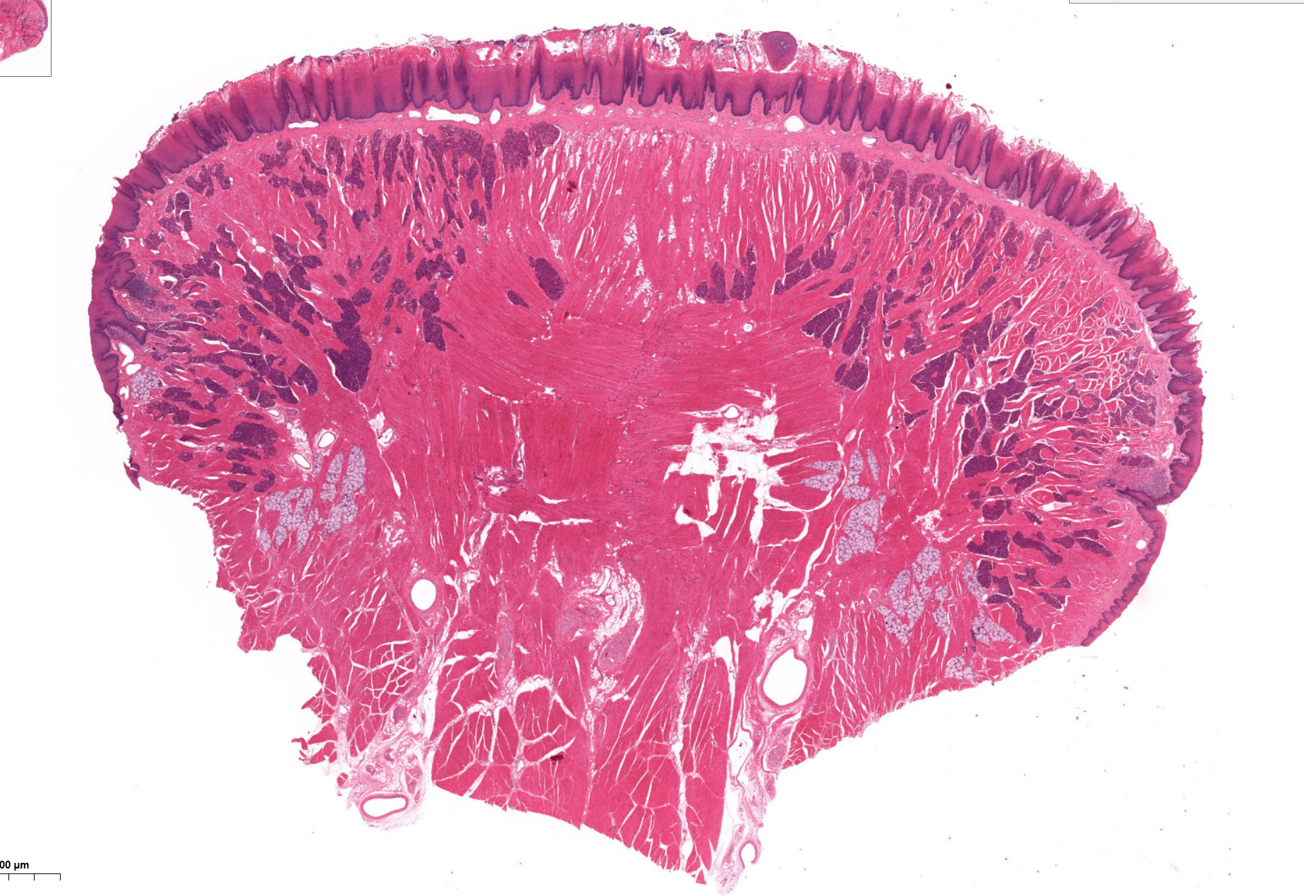 <p>Organ?</p>