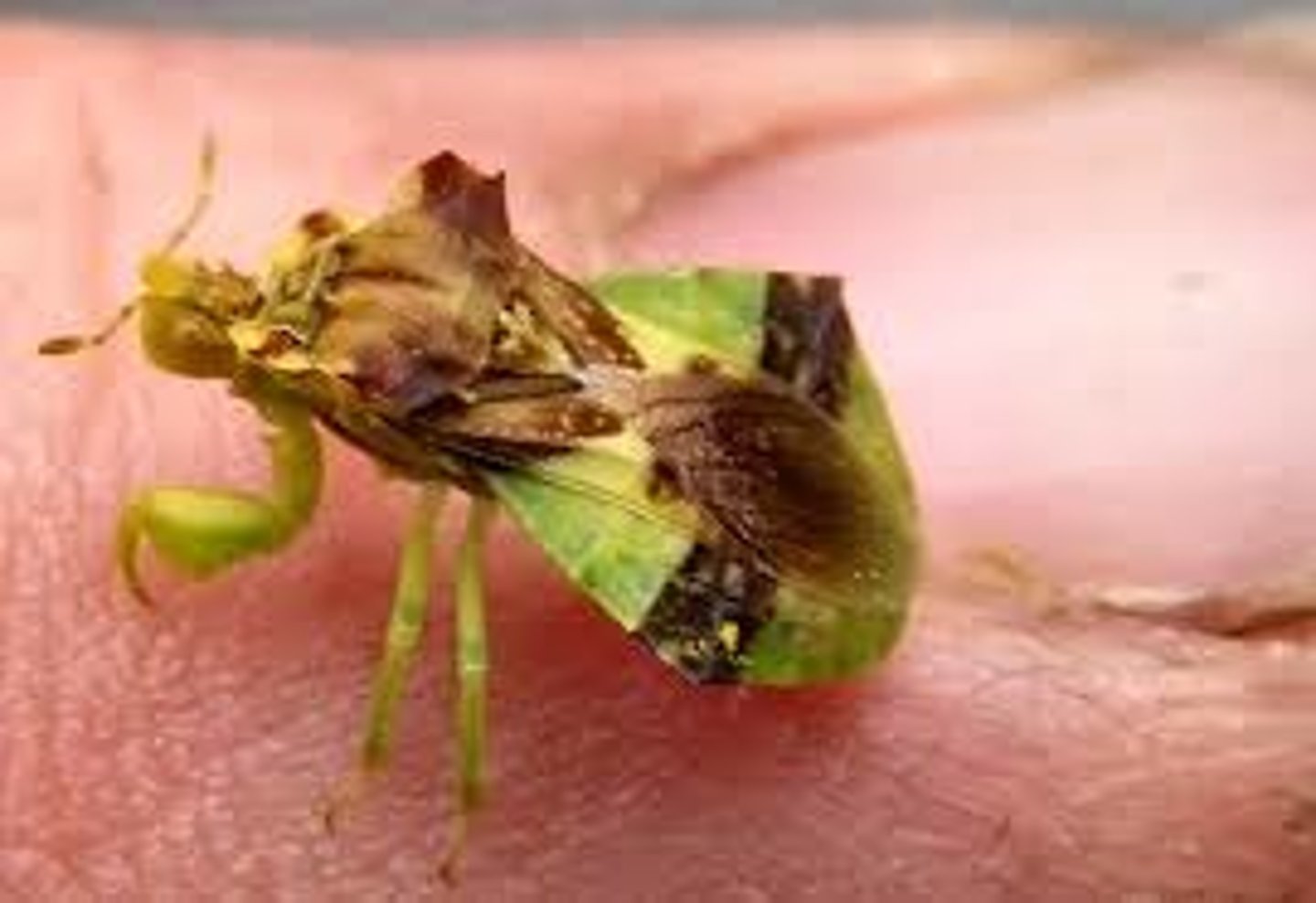 <p>predatory bugs with dilated raptorial forelegs, clubbed antennae, and rear half of abdomen expanded (much wider than wings). Antennae are 4-segmented, beak 3-segmented, tarsi 3-segmented. Typically wait for prey on vegetation, especially flowers. In other subfamilies, antennae are not clubbed and forelegs usually not as dilated (if raptorial, modified otherwise).</p>