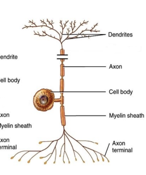 <p>(afferent)</p><p>Carry sensory information from PNS to CNS</p><p></p>