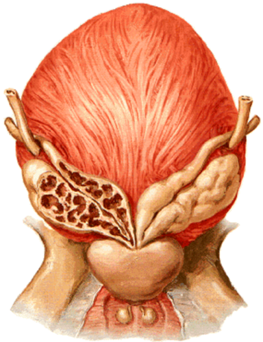 <p>kas yra sėklinės pūslelės? </p>