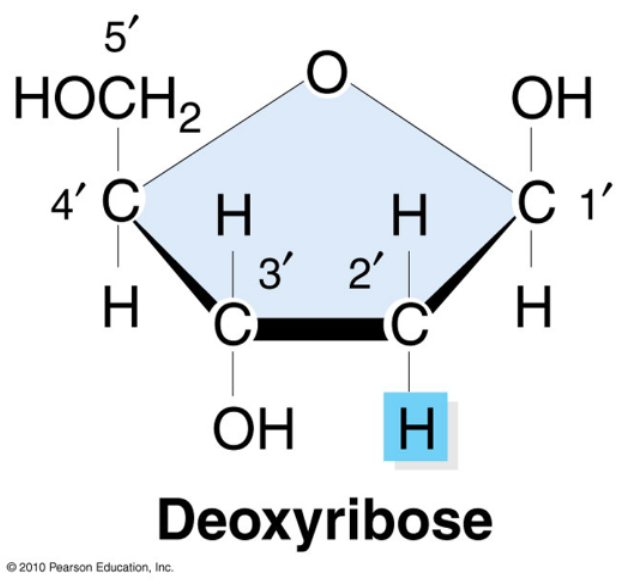 <p>chemical structure of deoxyribose (sugar)</p>
