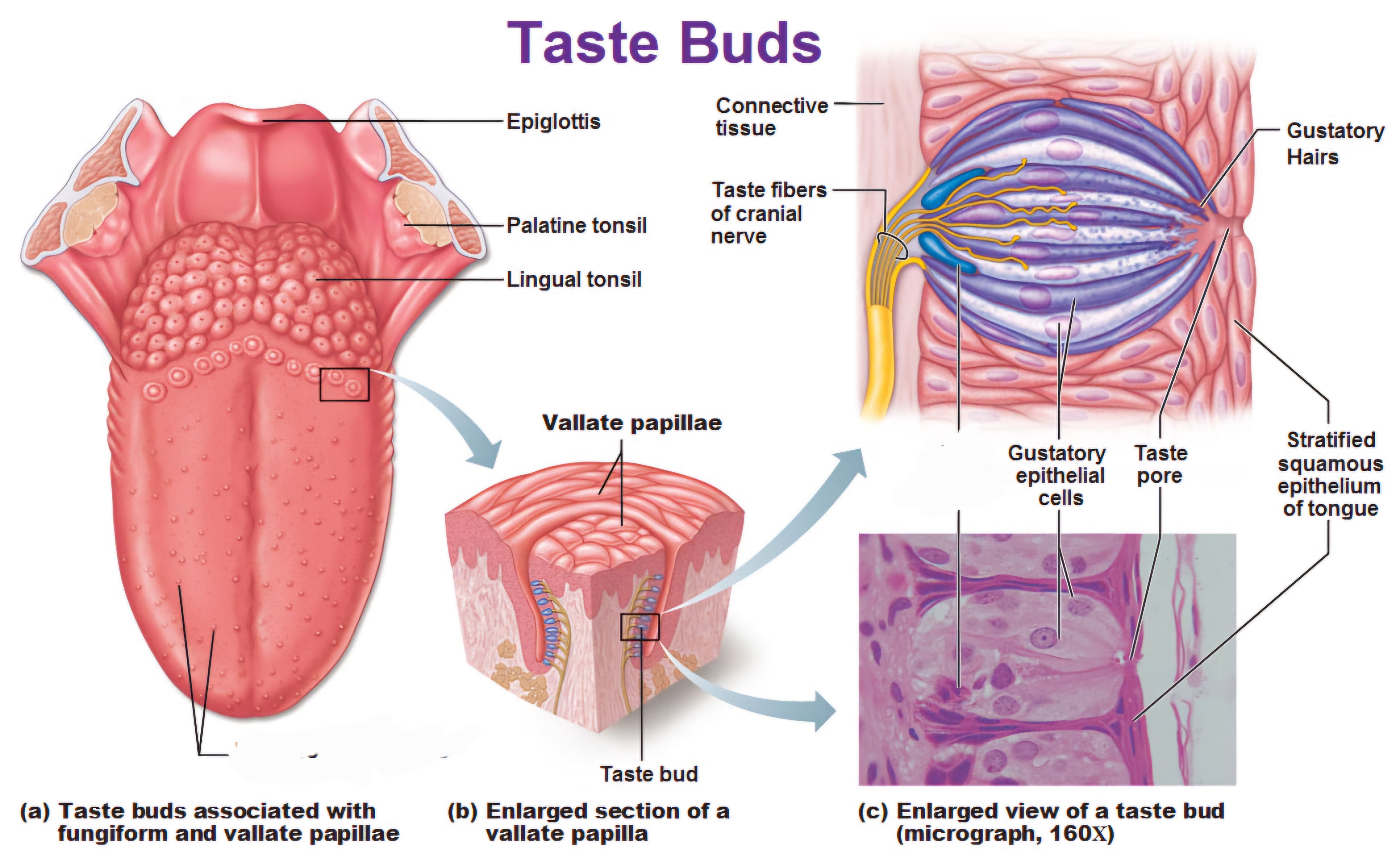 <p>mushroom-shaped taste buds on the tongue that help detect sweet, sour, salty, bitter, and umami flavors</p>