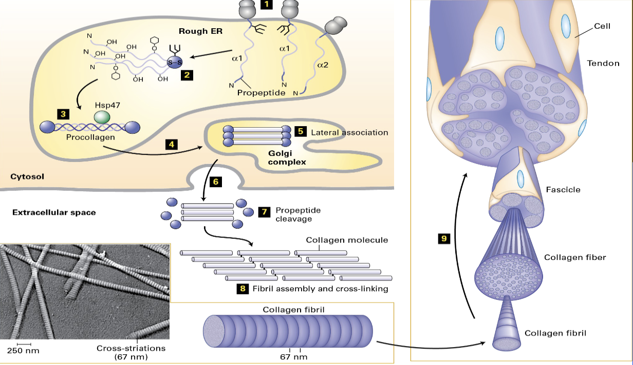 <ol><li><p><span>RER - signal sequence</span></p></li><li><p><span>N - pro-petide, c-pro-peptide</span></p></li><li><p><span>RER - hydroxylation of proline(vitamin C dependent enzyme)</span></p></li><li><p><span>assembly + HSP 47</span></p></li><li><p><span>pro-collagen is secreted - outside of the cell</span></p></li><li><p><span>lose the pro-peptide </span></p></li><li><p><span>final assembly (Lysyl Oxidase - covalent bond)</span></p></li></ol><p></p>
