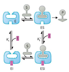 <p>binds only to the enzyme–substrate complex</p><p>decreases Km and Vmax; cannot be overcome at high concentrations</p>