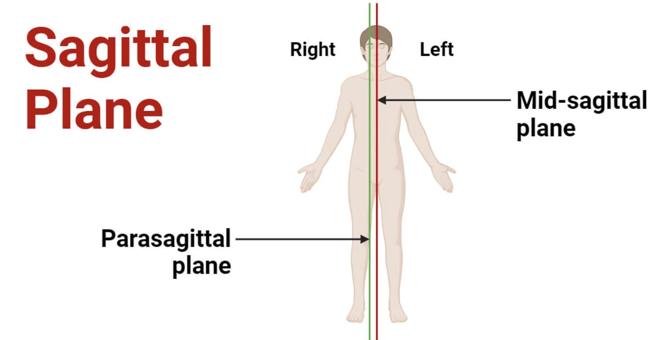 <p><span>separates into left and right sides</span></p>