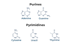 <p>Which nucleotides are purines and which are pyrimidines?</p>