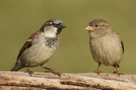 <p>Not real sparrow, male has black bib, white cheeks, gray crown, females have black and buff back stripes but smoother head and buff eyebrow stripe</p>